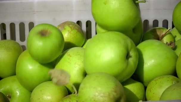 Ostoskori täynnä omenoita jälkeen poiminta orchard.CU
 - Materiaali, video