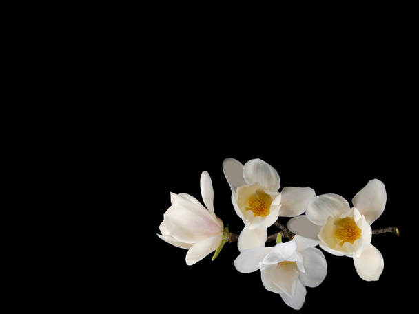Siyah arkaplanda güzel beyaz manolya çiçeği - Fotoğraf, Görsel
