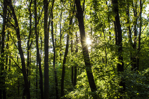 woods forest. trees background. green nature landscape. wilderness - Fotoğraf, Görsel