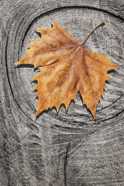 Dray Maple Leaf op rotte gebarsten stomp achtergrond - Foto, afbeelding