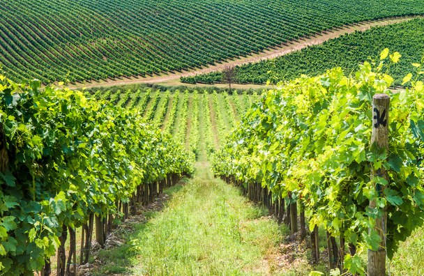 toskanische Weinlandschaft im Sommer - Foto, Bild