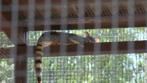 common genet genetta animal lie high on zoo cage. Zoom out. - Footage, Video