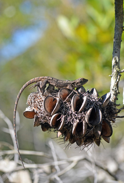 Австралійський рідні ящірка Jacky дракона на Banksia конус - Фото, зображення