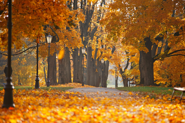 Otoño octubre colorido parque. Callejón de árboles follaje
 - Foto, Imagen