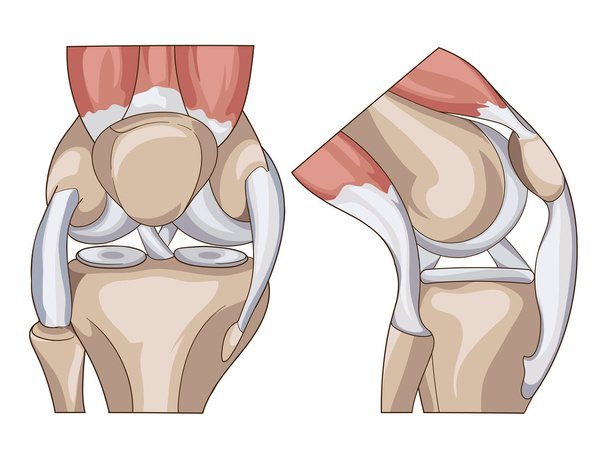 Anatomy. Structure knee joint vector - Vector, Image