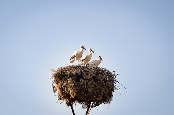 Drei kleine Störche im Nest - Foto, Bild
