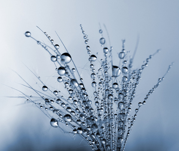 Dew drop on thistle seed  - Photo, Image
