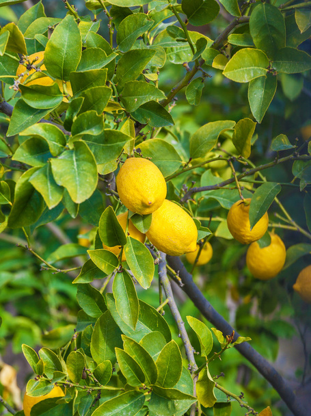 Zitronenbaum mit gelben Früchten und grünen Blättern - Foto, Bild