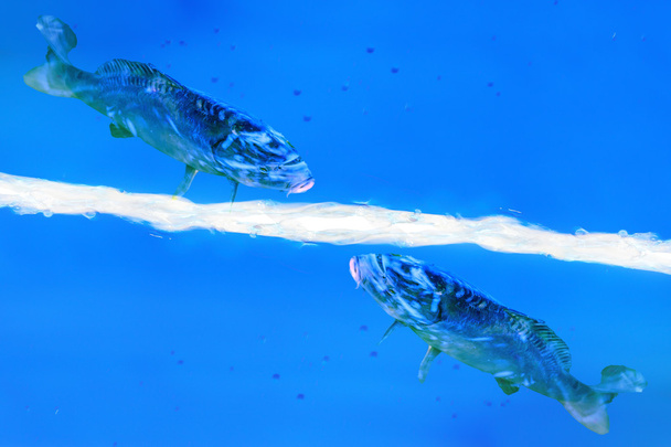 Kaksi kalaa ui sinisessä nesteessä.
. - Valokuva, kuva