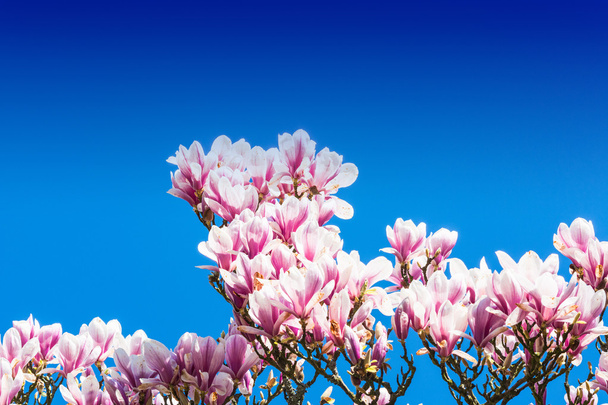 Весной цветут розовые деревья
 - Фото, изображение
