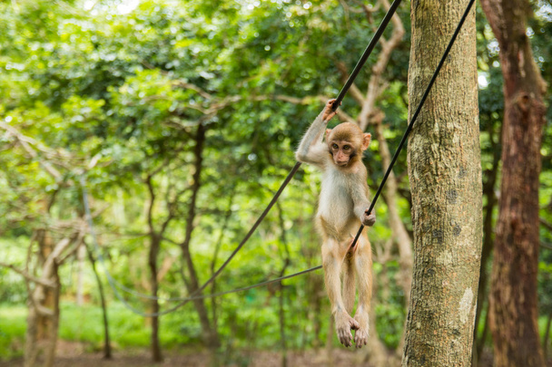 Monkey on wire in tropical forest in Hainan - Photo, Image