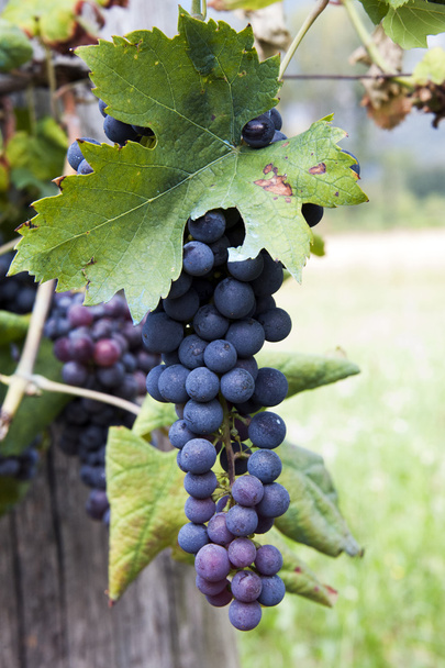Red wine grapes - Foto, Imagem