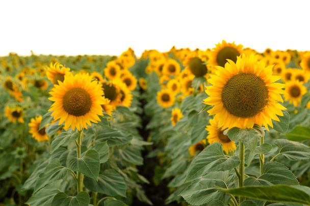 Krásné slunečnice na poli - Fotografie, Obrázek