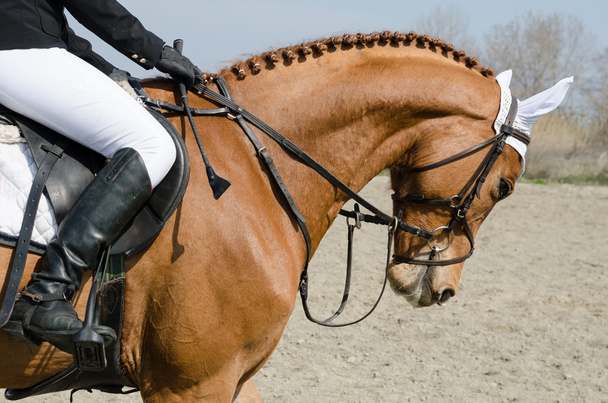 Cabeza de caballo saltador durante el entrenamiento con jinete no identificado
 - Foto, Imagen