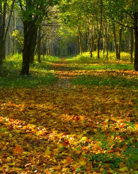 Forest path - Fotoğraf, Görsel