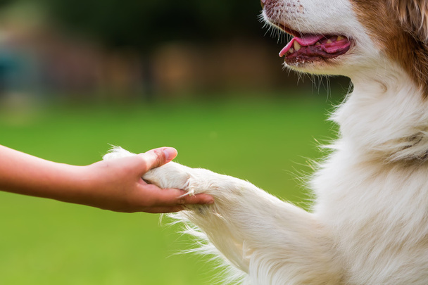 dog gives a girl the paw - Valokuva, kuva