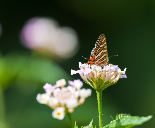 Schmetterling, Silberstreifen, Spindasis vulcanus, Honig saugend aus der Blüte - Foto, Bild
