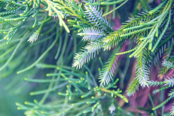 groene fir tree of pijnboom takken. Macro sho - Foto, afbeelding