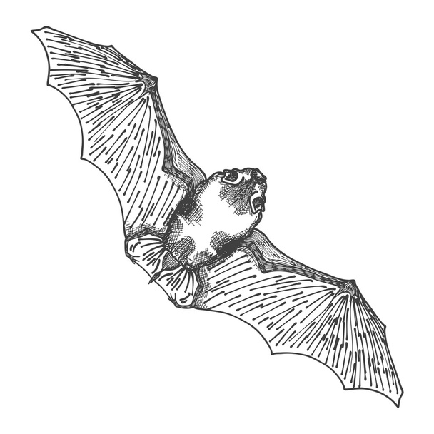 Stylized hand drawing bat - Vettoriali, immagini