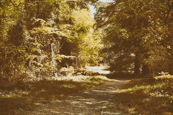Ağaçların arasından sarma yolu ile kırsal yürüyüş - Fotoğraf, Görsel