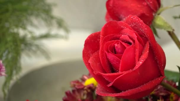 Κοντινό πλάνο του ψεκασμού νερού στον κόκκινο λουλούδι ανθισμένα τριαντάφυλλα - Πλάνα, βίντεο
