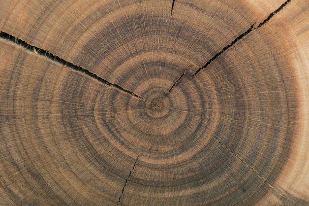 End grain wood rings - Foto, Imagem