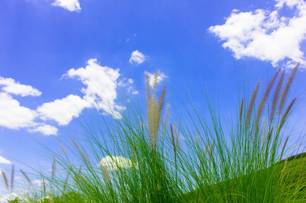 Fleur d'herbe avec fond de ciel belle
. - Photo, image