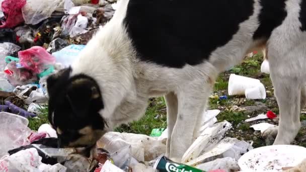 Dolly shot of dog digging in the garbage, searching for food - Footage, Video