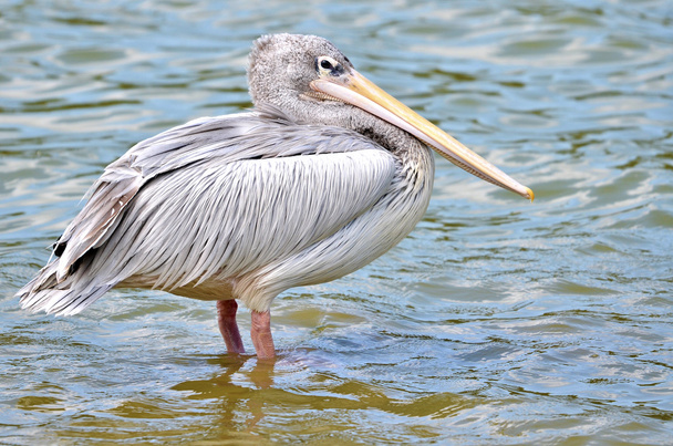 Pink-backed pelikanen - Foto, afbeelding