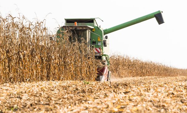 Harvesting of corn field with combine - 写真・画像