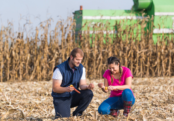 Rolników w pola kukurydzy podczas zbiorów - Zdjęcie, obraz