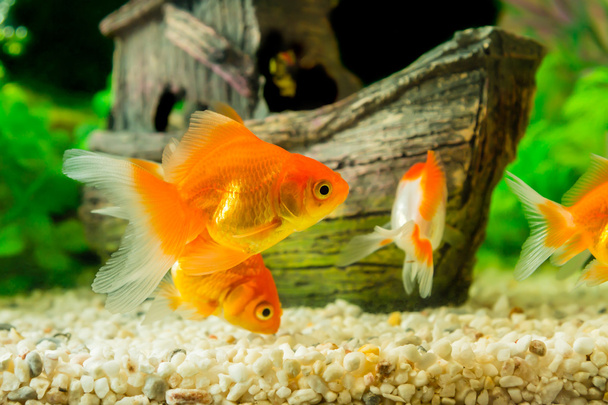 Золотые рыбки в аквариуме с зелеными растениями
 - Фото, изображение