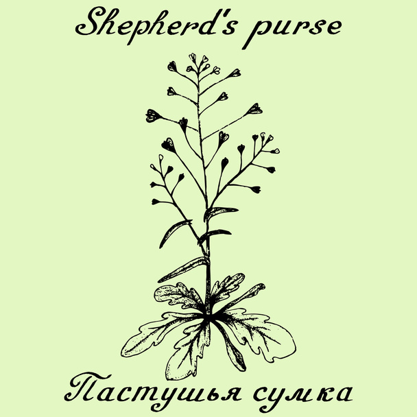 Monedero del pastor ilustración botánica bosquejo dibujado a mano
 - Vector, imagen