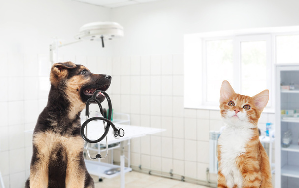 Pup en kitten en een stethoscoop  - Foto, afbeelding