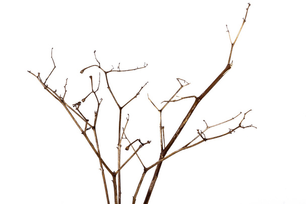 乾燥の死んだ植物の小枝のフロント ショット  - 写真・画像