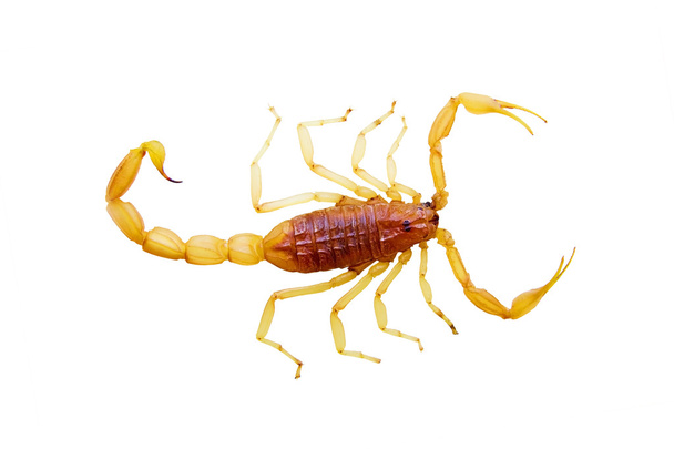 Yellow scorpion on top. carved on a white background. - Photo, Image