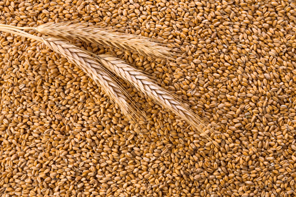 фон оброблених органічних зернових пшениць
 - Фото, зображення