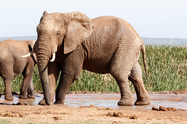 Afrikkalainen Bush Elephant - Seisoo ja silmiinpistävää aiheuttaa
 - Valokuva, kuva