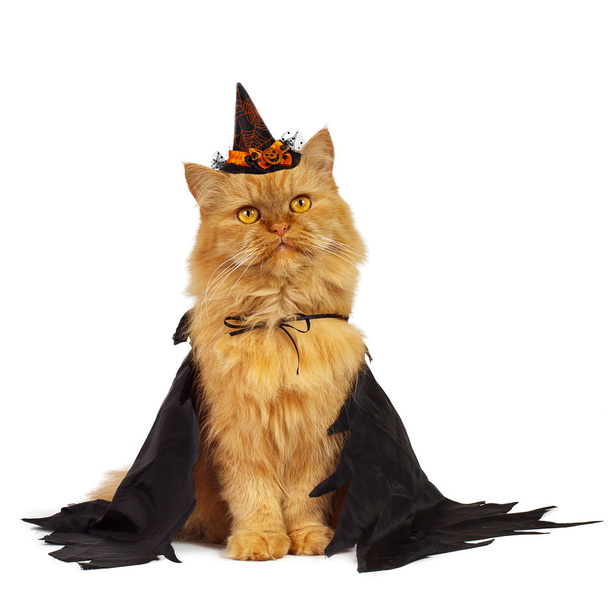 kočka na halloween - Fotografie, Obrázek