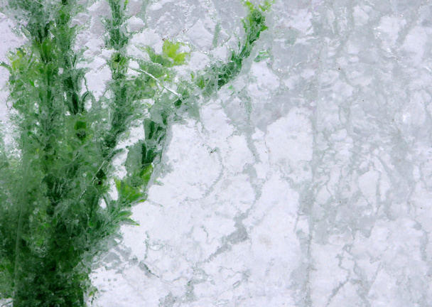 Green algae in ice block - 写真・画像