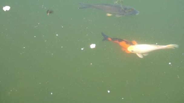Bunte Fische schwimmen im Teich. - Filmmaterial, Video