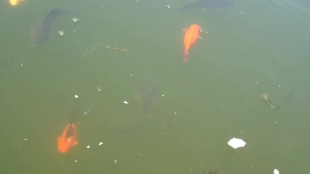 Kleurrijke vissen zwemmen in de vijver. - Video