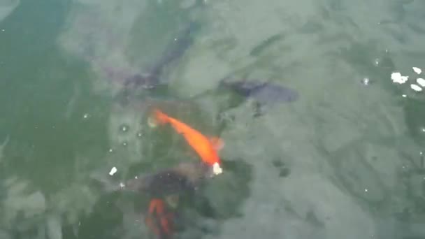 Kleurrijke vissen zwemmen in de vijver. - Video