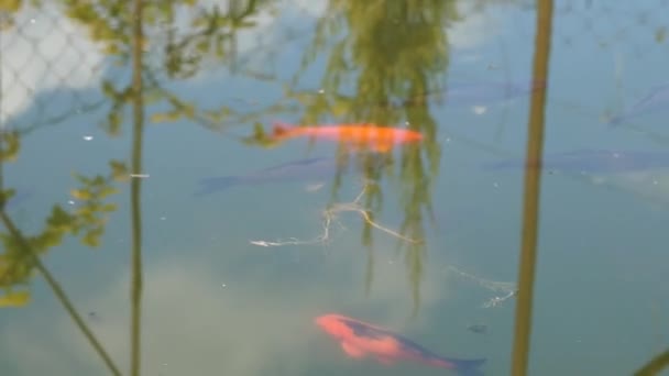 Coloridos peces nadando en el estanque
. - Imágenes, Vídeo