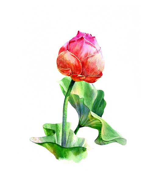 Illusztráció akvarell festmény a levelek és a lotus  - Fotó, kép