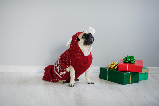The amusing doggy of breed pug is dressed by a holiday in reindeer suit. - Фото, изображение