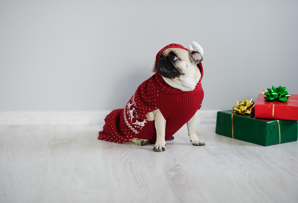The amusing doggy of breed pug is dressed by a holiday in reindeer suit. - Zdjęcie, obraz
