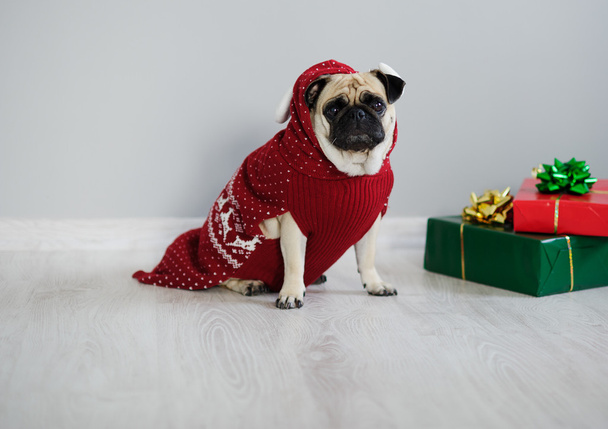 The amusing doggy of breed pug is dressed by a holiday in reindeer suit. - Foto, Bild