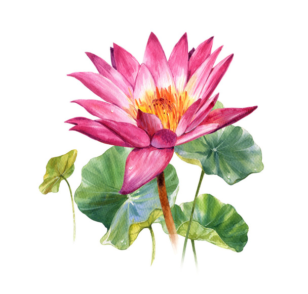 Watercolor illustration painting of leafs and lotus  - Фото, изображение