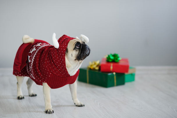 The amusing doggy of breed pug is dressed by a holiday in reindeer suit. - Foto, afbeelding